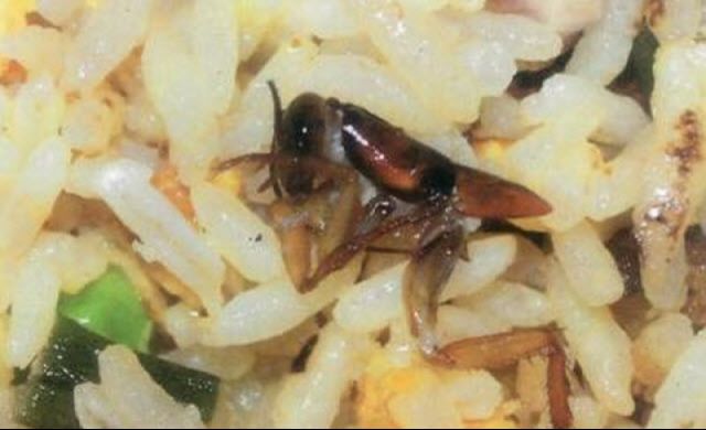 561223_newsfood